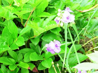 日本の田舎の風景　6月　つゆ草