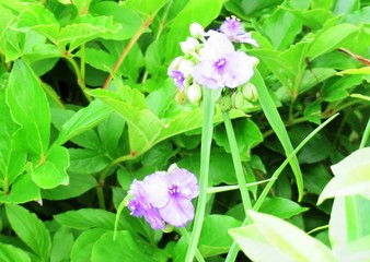 日本の田舎の風景　6月　つゆ草