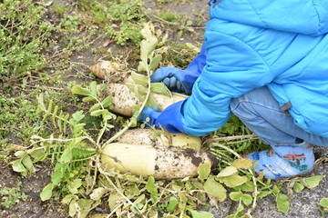 Naklejka premium だいこん