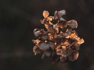 枯れ果てて夕方の光を浴びる紫陽花の花。