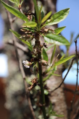 paysage d'un jardin fleuri au printemps