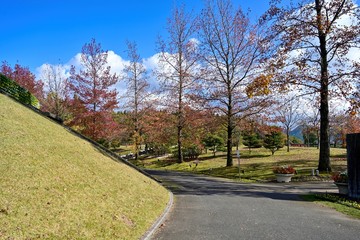 Fototapeta na wymiar 紅葉したプラタナス並木の情景＠鳥取