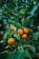 Tangerines Fruiting on the Tree