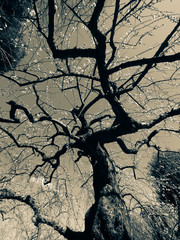 梅の木の枝ぶり　モノクローム写真