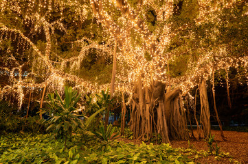 Fairy lights at Brisbane with green undergrowth and lush growth underneath 