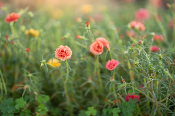 ฺฺBlossom Portulaca oleracea at morning in garden.