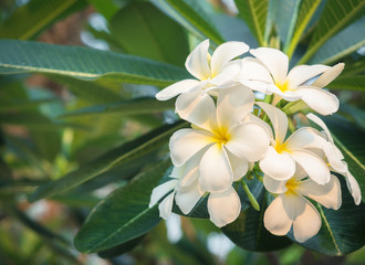 Fototapeta na wymiar Beautiful white Plumeria flowers bloom, smell good Concepts of homeopathy.