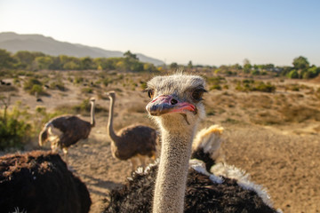 Close-up of an ostrich head, Solvang