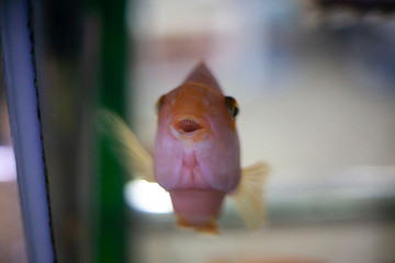 Fish in the aquarium are swimming.