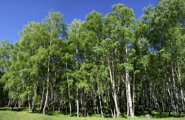 Fototapeta premium Green summer landscape, birch forest on a sunny day