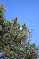 paysage d'un jardin fleuri au printemps