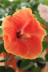 Fototapeta premium 赤いハイビスカス