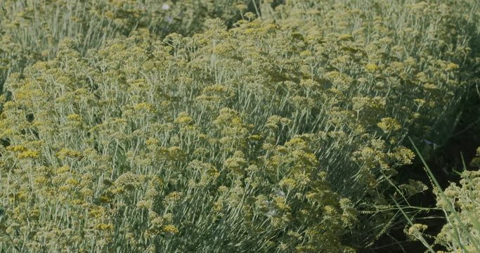 Slowmotion shot on slider of growing a medicinal herbs, Immortelle field near Oklaj in Damatian Zagora, Croatia