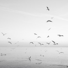 Flock Of Birds Over Sea Against Sky - 339383586