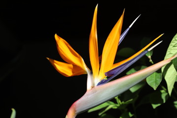 Fototapeta na wymiar magnifique fleur oiseau de paradis 