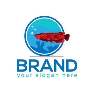 Arowana fish vector. Vector Illustration on white background