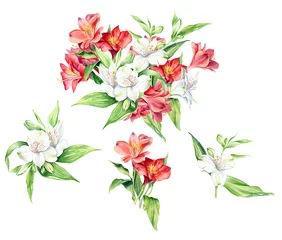  Set of Watercolor Flowers Alstroemeria, isolated on white background. Floral artistic collection. © Anna