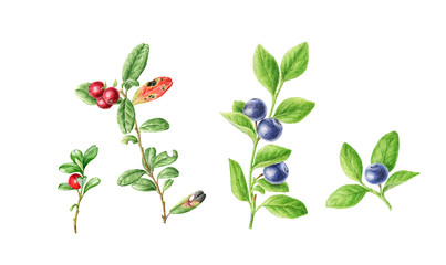 Hand-drawn watercolor set of autumn Cowberry and Blueberry. Can be used as a greeting card for background