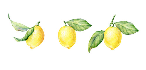 Watercolor illustration of fresh yellow Lemons. Element for design Isolated on white.