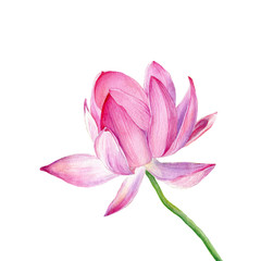 Hand drawn watercolor illustration. One pink Lotus