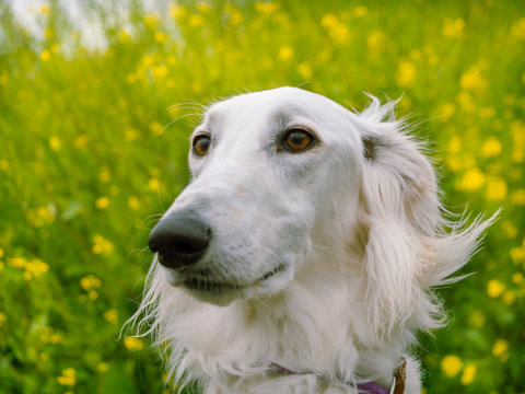 66 Best ボルゾイ 大型犬 Images Stock Photos Vectors Adobe Stock 66 Best ボルゾイ 大型犬 Images Stock Photos Vectors Adobe Stock