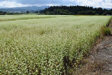 白い花 蕎麦畑