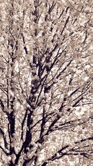 Blooming tree 