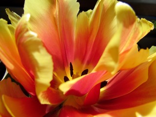 Fototapeta na wymiar close up of orange tulip