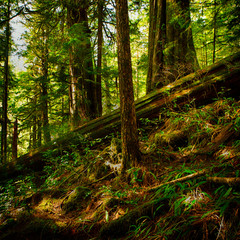 Upper Avatar Grove, ancient forests and giant trees, Protecting Avatar Grove.
