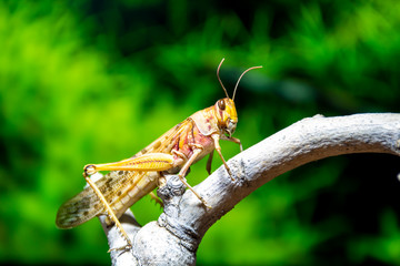 Closeup of a locust on a branch