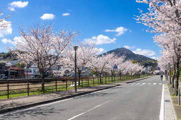 板櫃川沿いの桜並木と皿倉山　北九州市八幡東区高見