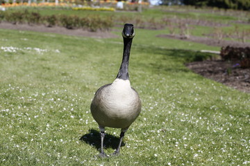 Fototapeta premium canada goose in the park