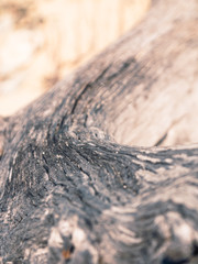 Wooden texture at the Princess Cays beach, Bahamas