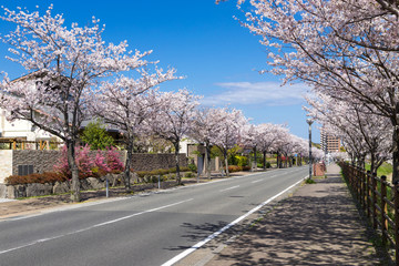 桜並木と住宅街
