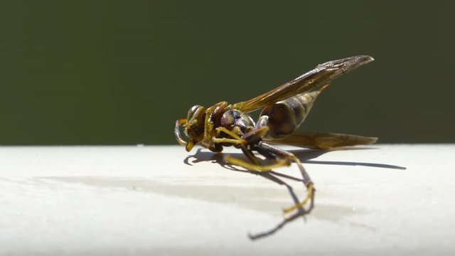 Poisoned Yellowjacket Wasp dying on a rail. Close. Slow motion.