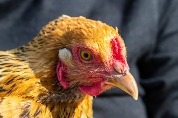 Close-up portrait of a Buff Brahma Hen in the sunlight