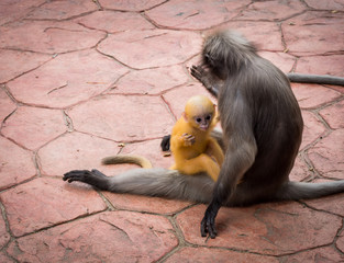 Mother Dusky monkey holding orange baby on sidewalk with other monkey watching