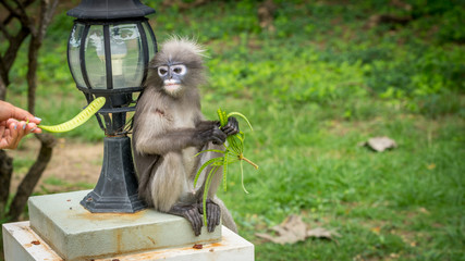 Dusky Monkey sitting next to lamp  being fed a bean