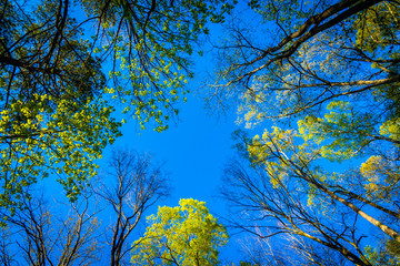 Looking up at trees with a blue sky in the background