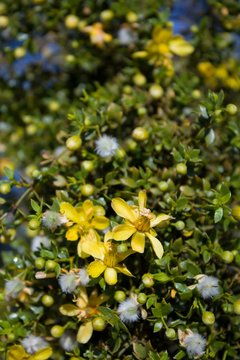 Creosote Bush, Larrea Tridentata, a  staunch contender for paragon of Southern Mojave Desert native plants, blossoms in the fringes of Twentynine Palms.