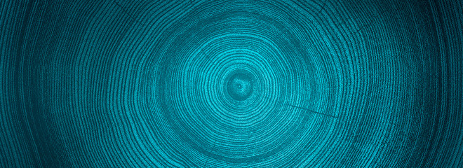 Detailed warm blue teal texture of a felled tree trunk or stump tree rings.  - 339395783
