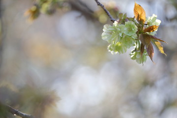 桜（ギョイコウ, 御衣黄桜）