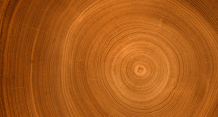 Fototapeta na wymiar Old wooden oak tree cut surface. Detailed warm dark brown and orange tones of a felled tree trunk or stump. 