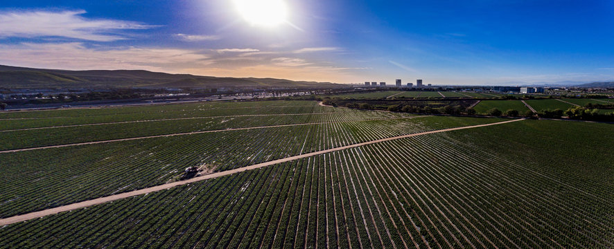 Strawberry Field - Irvine Ca