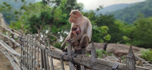 Fototapeta na wymiar Monkey- Protect and Care Of Child