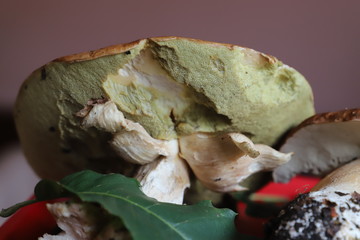 champignons en automne cèpes de bordeaux