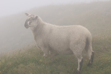 Obraz premium Young Scottish Blackfaced Sheep in fog at Cape St. Mary's Ecological Reserve Newfoundland
