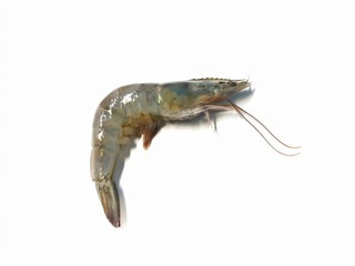 Banana shrimp on white background with copy space. Fenneropenaeus merguiensis,Penaeus merguiensis