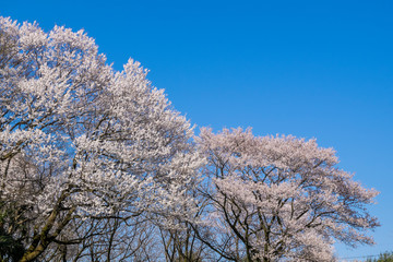 桜並木　ニッポの春満開