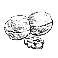  Walnut hand drawn illustration, black and white sketch. Graphic element.